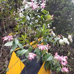 Cavendishia tarapotana