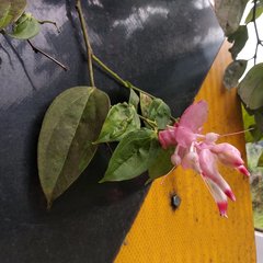 Cavendishia tarapotana