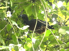 Chamaepetes goudotii