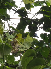 Chamaepetes goudotii