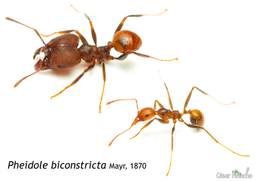 Pheidole biconstrictaPheidole biconstricta