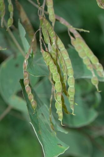 Sunhangia elegans, photograph 4