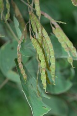 Sunhangia elegans, photograph Ramnarayan K, CC BY, iNaturalist via GBIF