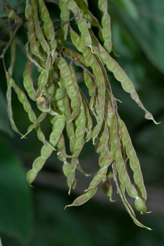 Sunhangia elegans, photograph 3