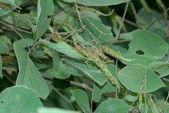 Sunhangia elegans, photograph Ramnarayan K, CC BY, iNaturalist via GBIF