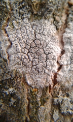 Lecanora caesiorubella