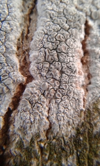 Lecanora caesiorubella