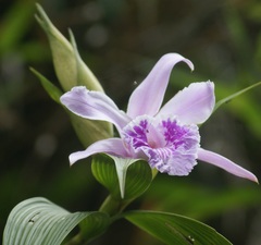 Sobralia rosea