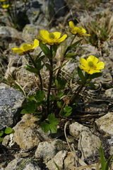 Ranunculus nivalis