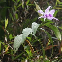Sobralia rosea