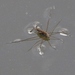 Tenagogerris euphrosyne - Photo (c) James Bailey, some rights reserved (CC BY-NC), uploaded by James Bailey