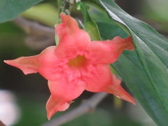 Wrightia dubia