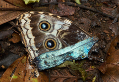Morpho helenor narcissus