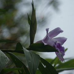 Sobralia rosea
