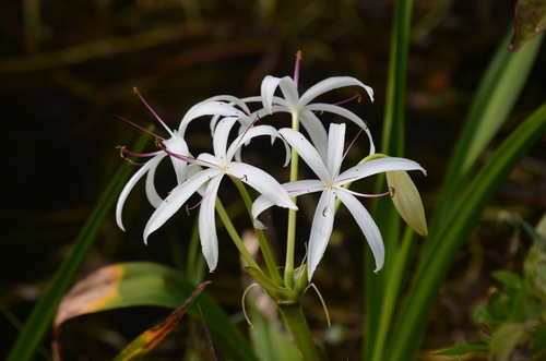 Crinum americanum