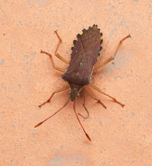 Althos pseudoobscurus