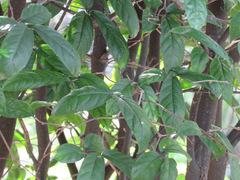 Wrightia dubia