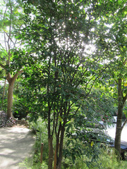 Wrightia dubia