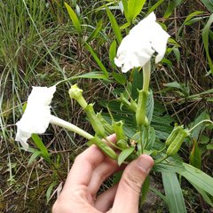 Escobedia grandiflora