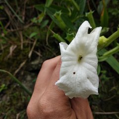 Escobedia grandiflora