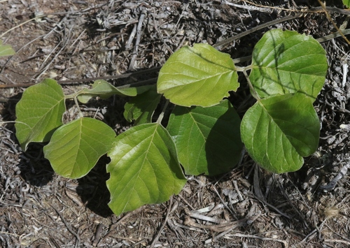 Canavalia hawaiiensis observed 2023-07-19