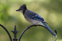 Cyanocitta cristata image
