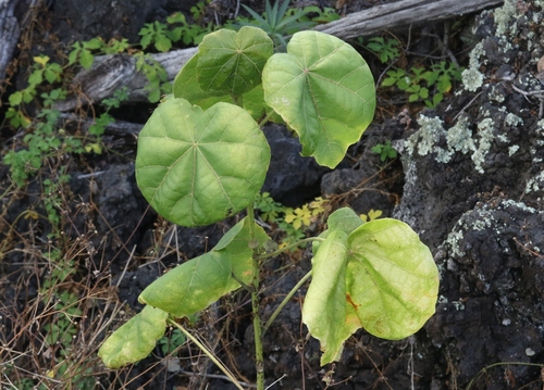 Hibiscadelphus hualalaiensis