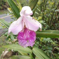 Sobralia rosea