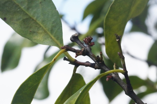 Colubrina oppositifolia observed 2023-07-19
