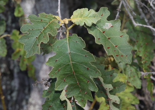 Solanum incompletum observed 2023-07-19