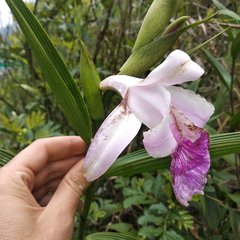Sobralia rosea