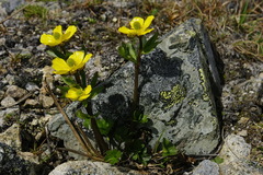 Ranunculus nivalis