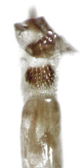 Xyletobius watti