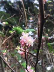 Ribes sanguineum glutinosum