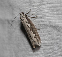 Ethmia discostrigella