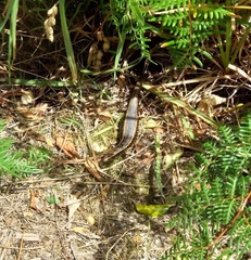 Oligosoma kokowai