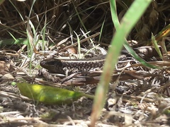 Oligosoma kokowai