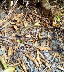Oligosoma kokowai