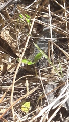 Oligosoma kokowai
