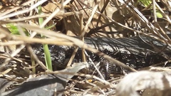 Oligosoma kokowai