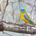 Turquoise Parrot - Photo (c) David McCorquodale, some rights reserved (CC BY), uploaded by David McCorquodale