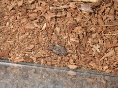 Protolophus singularis