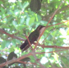 Chlorostilbon assimilis