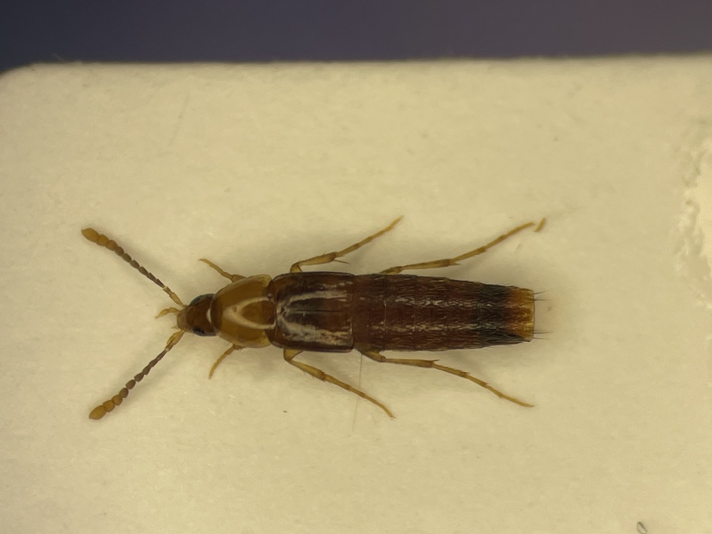 Ischnosoma virginicum