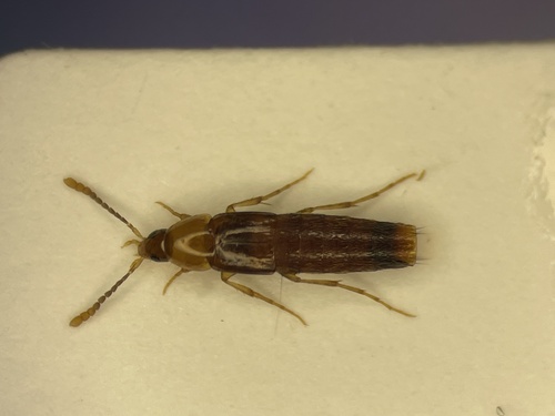 Ischnosoma virginicum