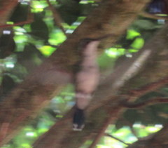 Chlorostilbon assimilis