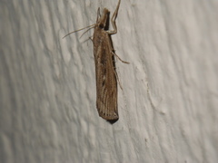 Tehama bonifatella