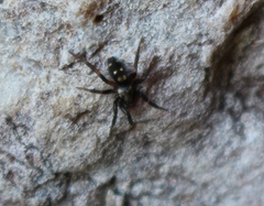 Callilepis nocturna