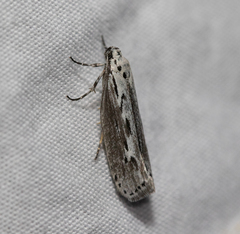 Ethmia discostrigella