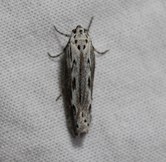 Ethmia discostrigella